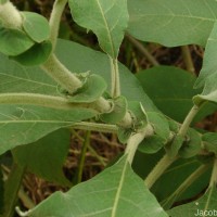 Solanum mauritianum Scop.
